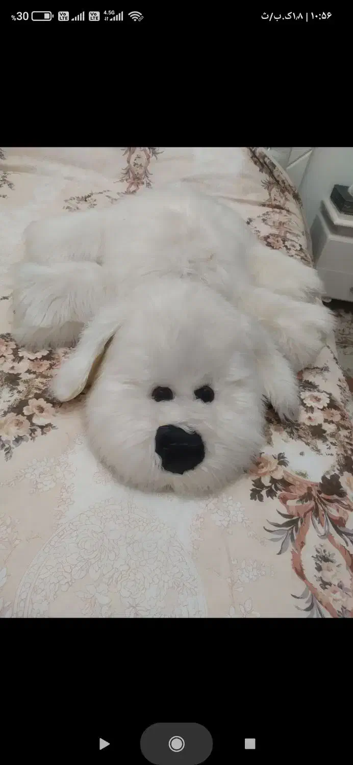 عروسک|اسباببازی|تبریز, |دیوار