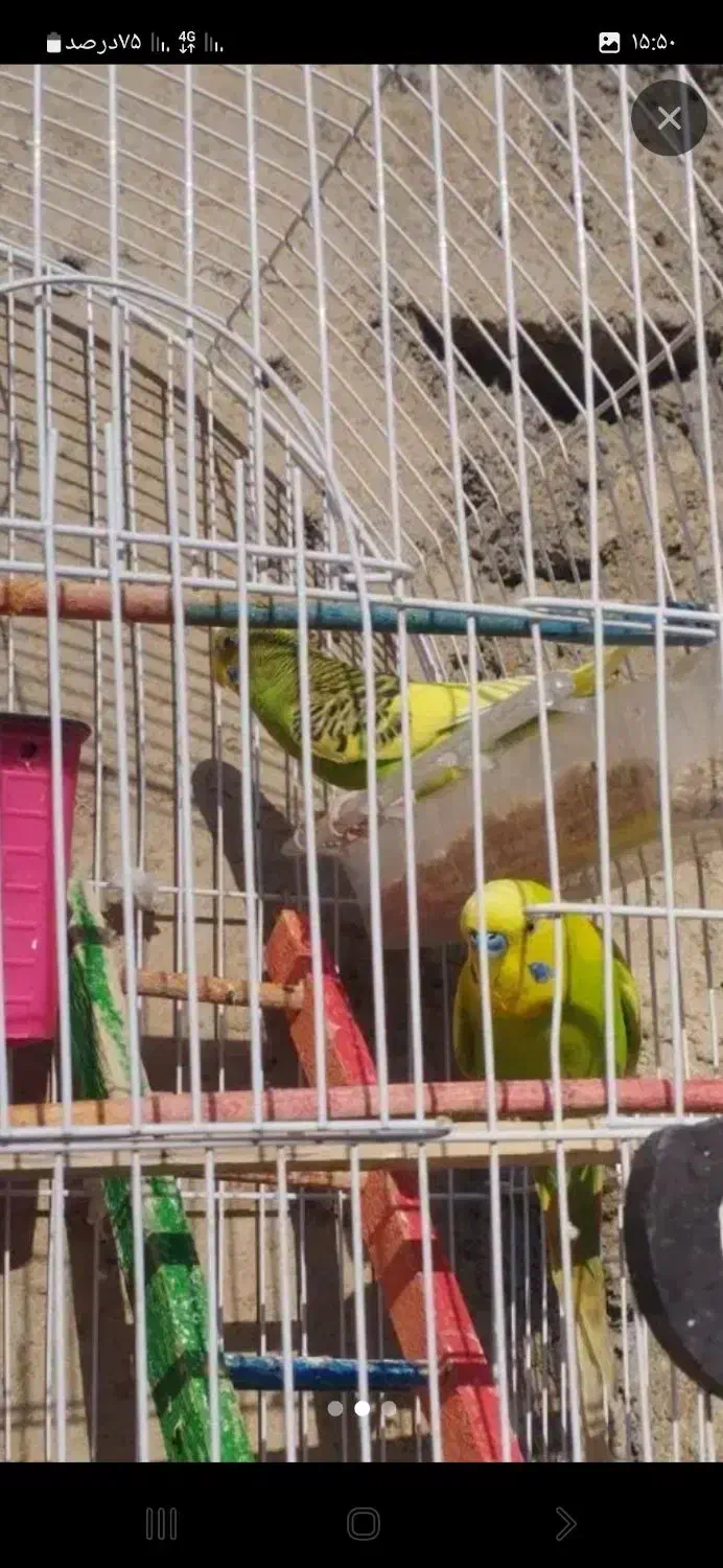 مرغ عشق هلندی|پرنده|نقده, |دیوار