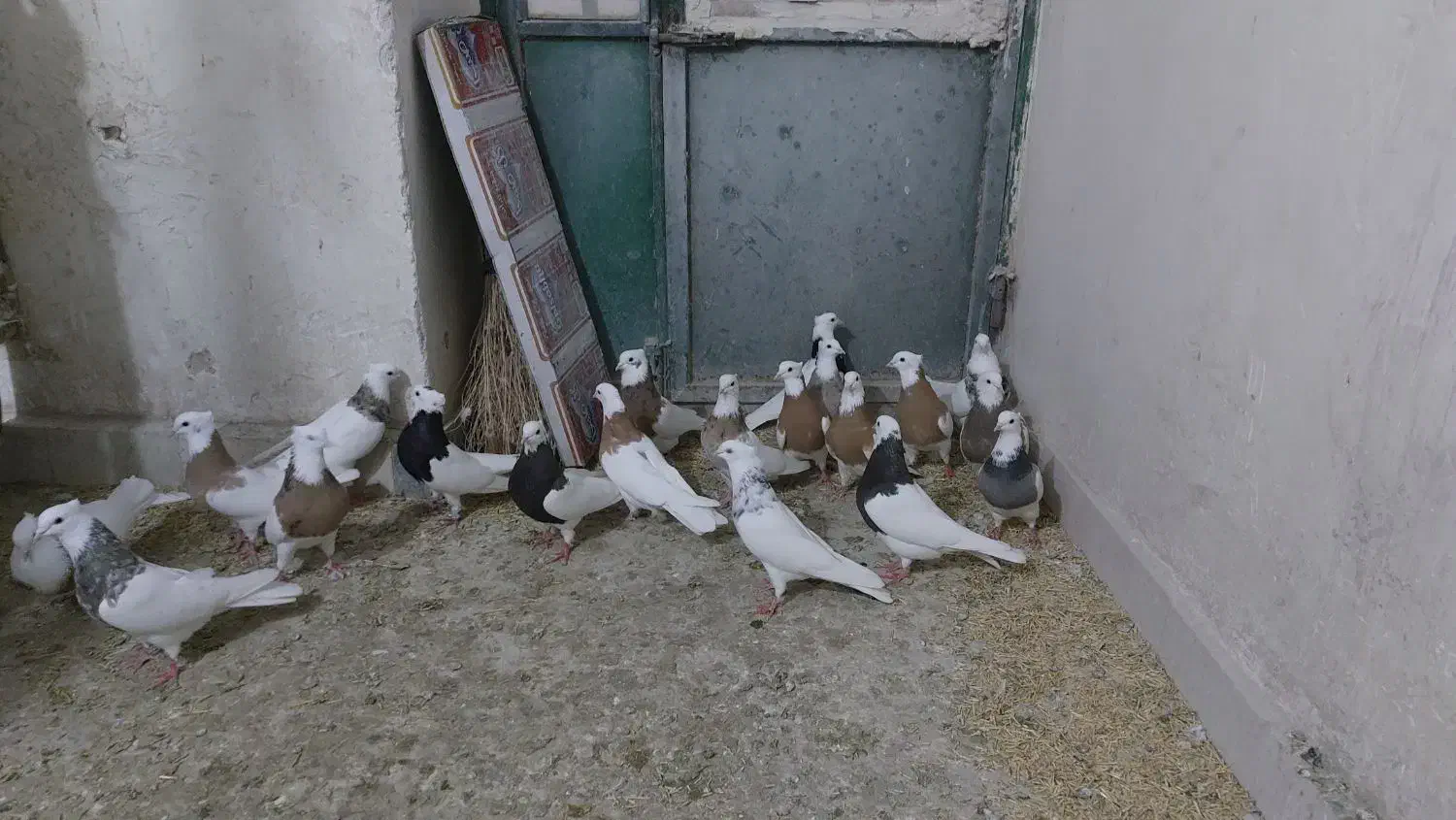 طوقی|پرنده|کنگاور, |دیوار