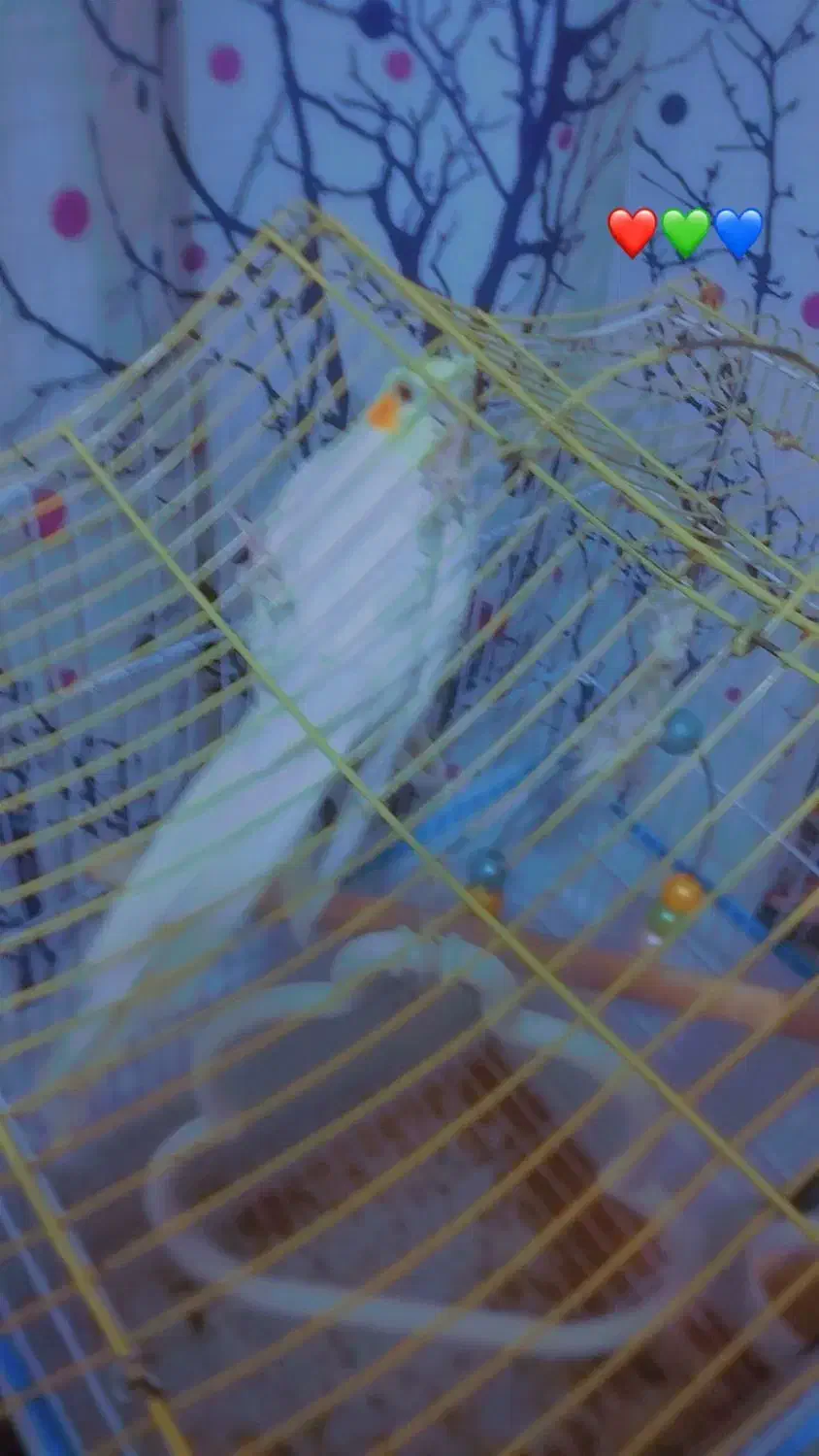 2 عدد عروس هلندی 1 سال دستی تربیت شده|پرنده|کلاله, |دیوار