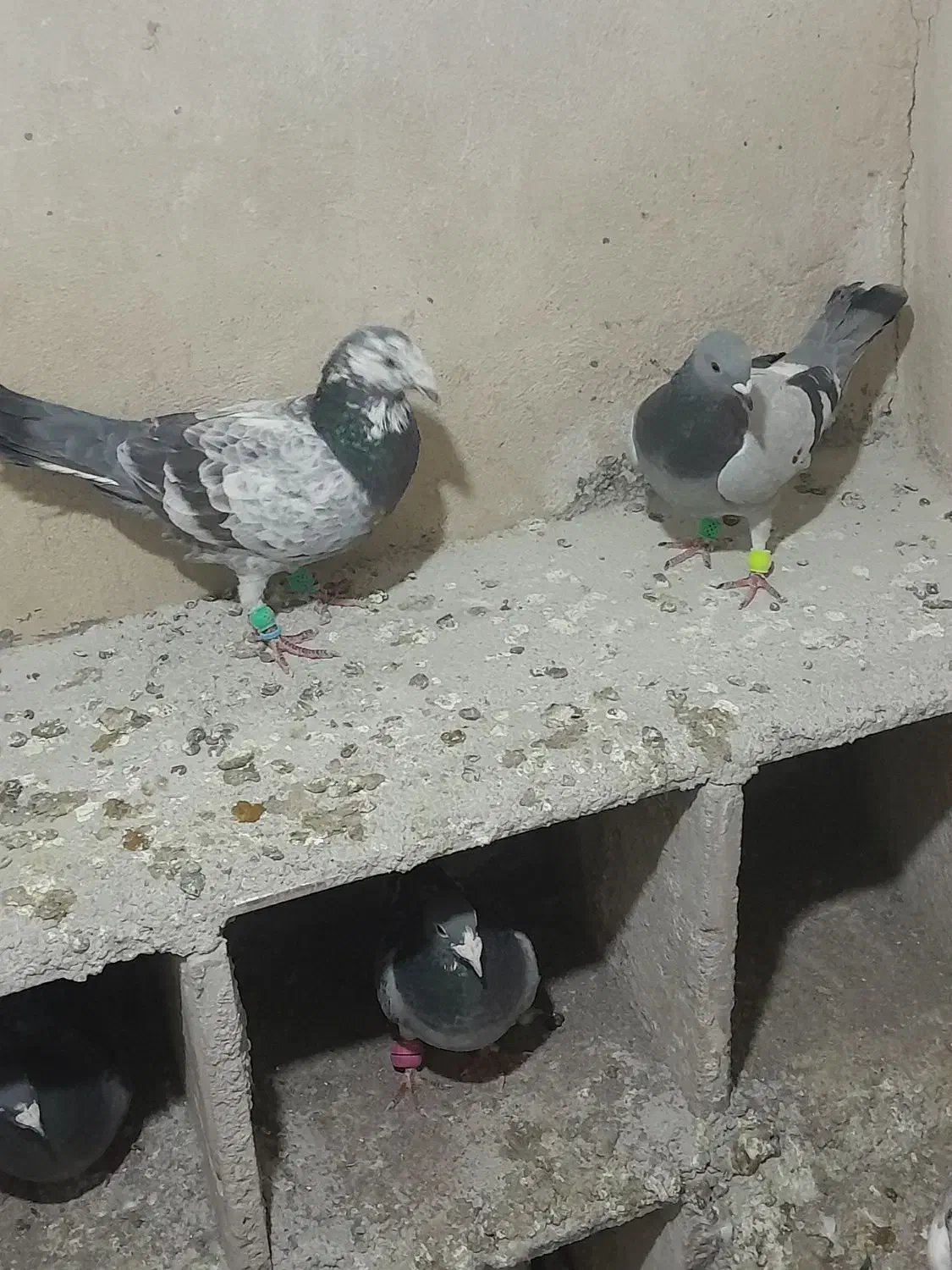 سبز و سوسکی|پرنده|تایباد, |دیوار