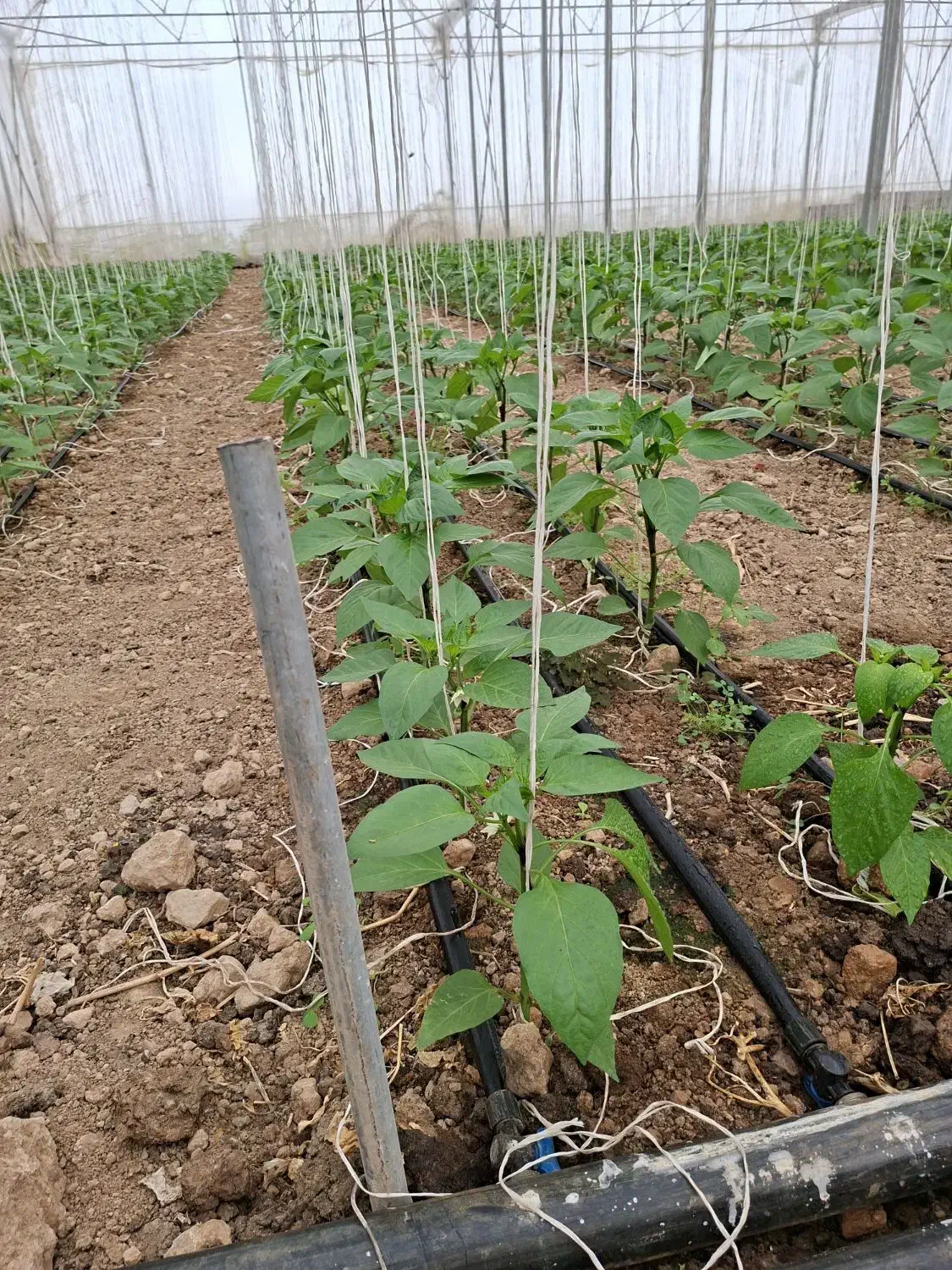 کاردرگلخونه اصفهانه برج ۲۰تومن حقوق|استخدام صنعتی، فنی، مهندسی|زاهدان, |دیوار