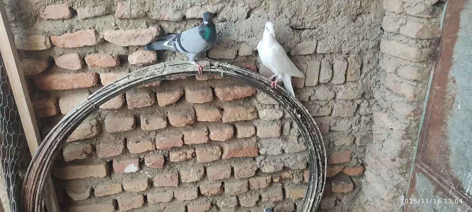 گفتر|پرنده|نگین شهر, |دیوار