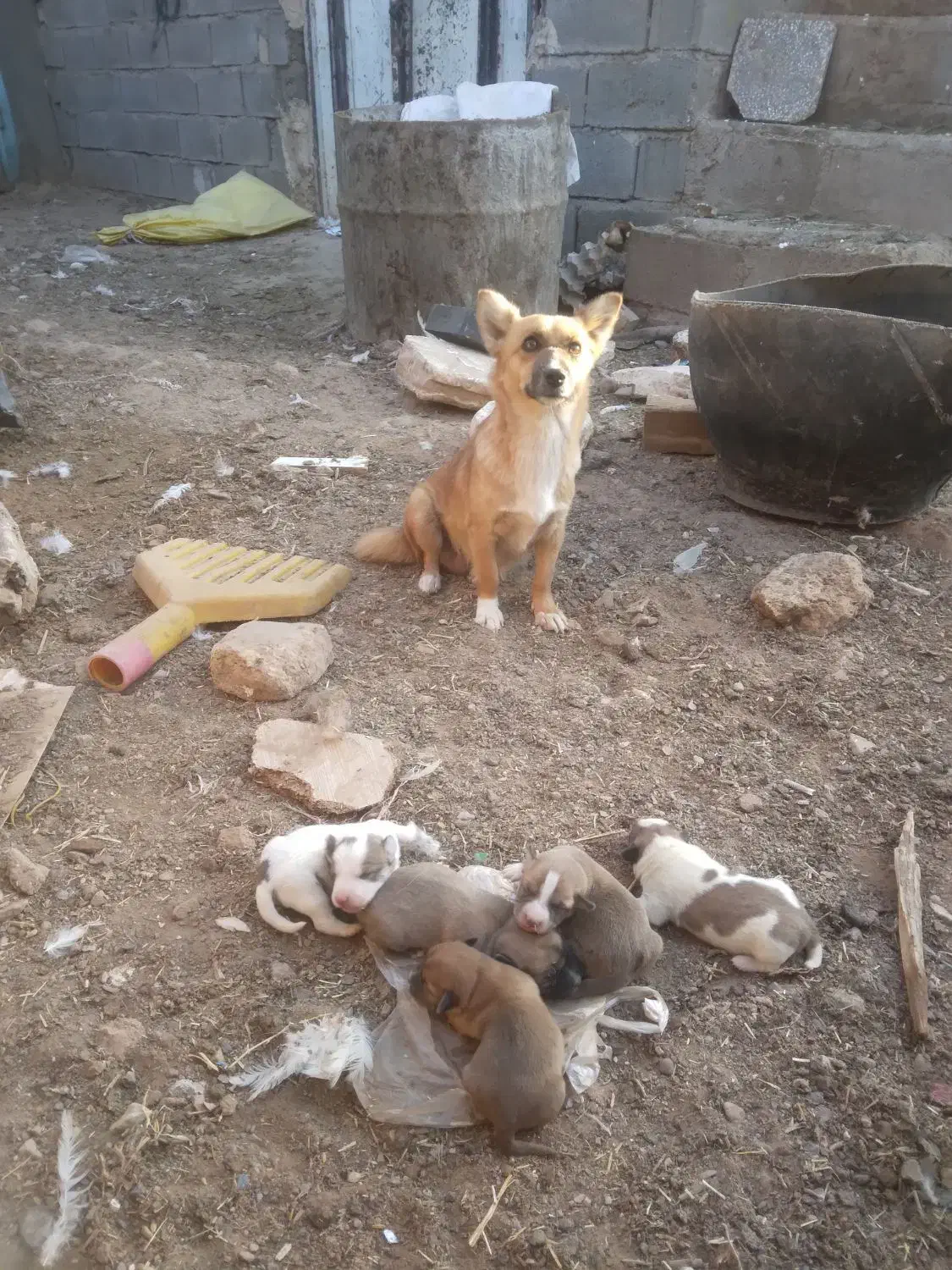 توله پاپی تیز هوش زرنگ|سگ|تربت جام, میان جام|دیوار