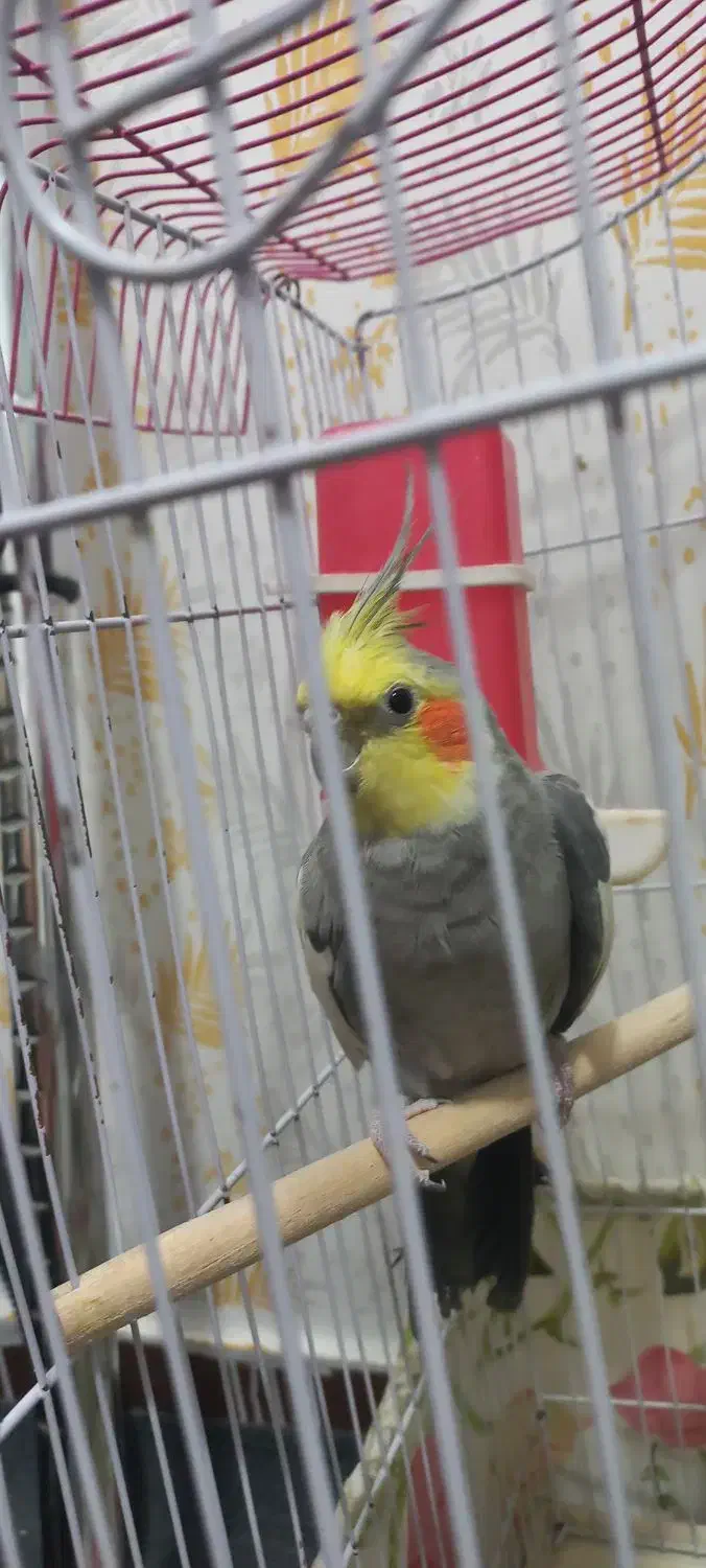 عروس هلندی|پرنده|شریف‌آباد, |دیوار