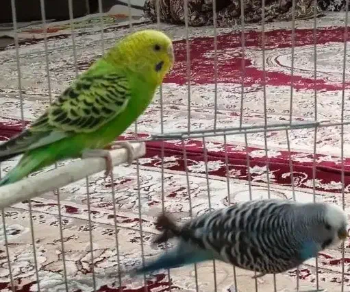 دو عدد مرغ عشق|پرنده|سنندج, |دیوار