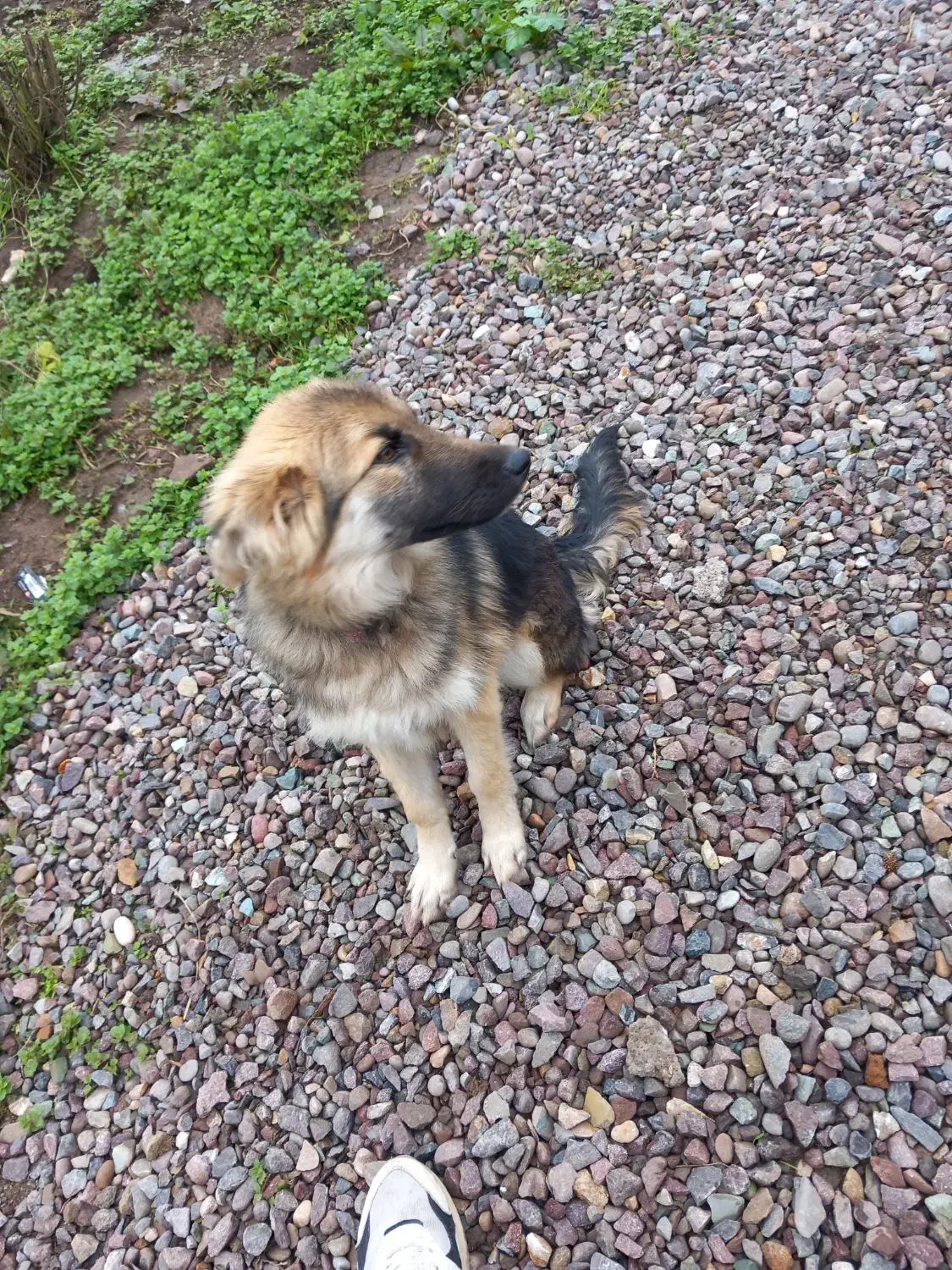 طوله ژرمن هاسکی|سگ|کوچصفهان, |دیوار