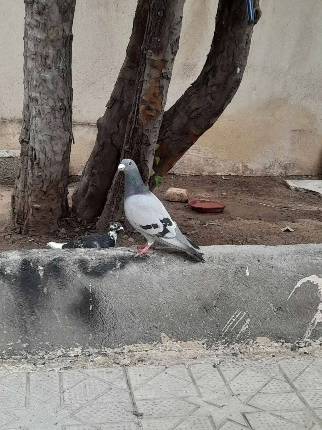 دوبرنرفراری داده م|حیوانات|اردبیل, |دیوار