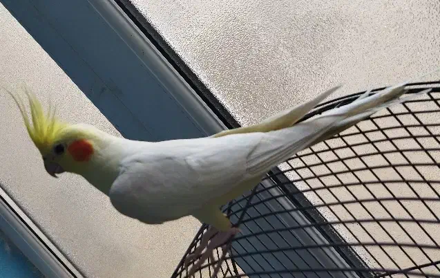 عروس هلندی سخنگو|پرنده|فردیس, نگارستان|دیوار