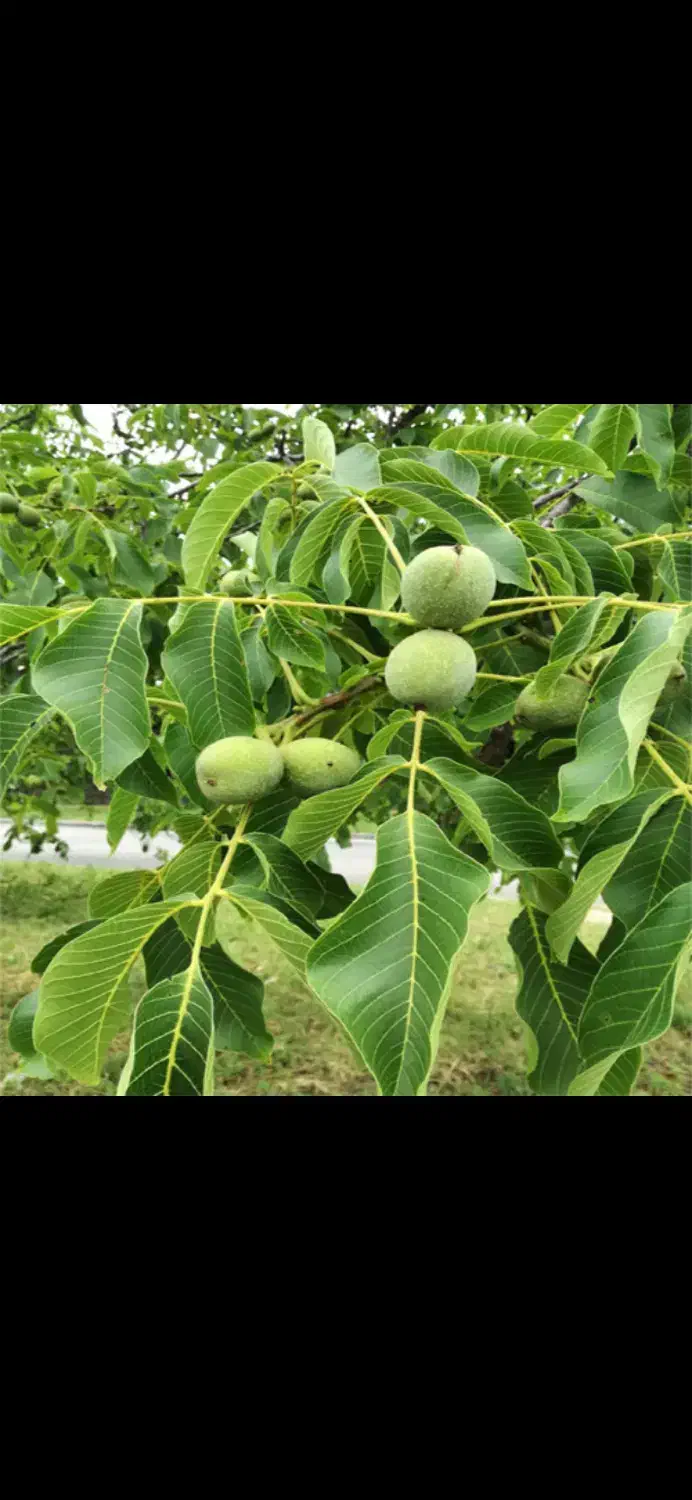 فروش زمین کشاورزی|فروش دفتر صنعتی، کشاورزی، تجاری|ابهر, |دیوار