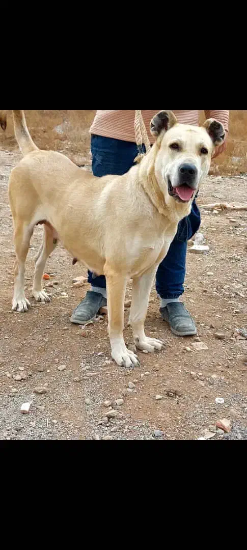 سگ ماده سرابی|سگ|تهران, نازی‌آباد|دیوار