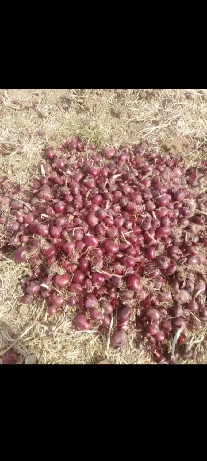 بذر پیاز قرمز محلی .روز کوتاه درجه یک تظمینی|خدمات باغبانی و درختکاری|داراب, |دیوار