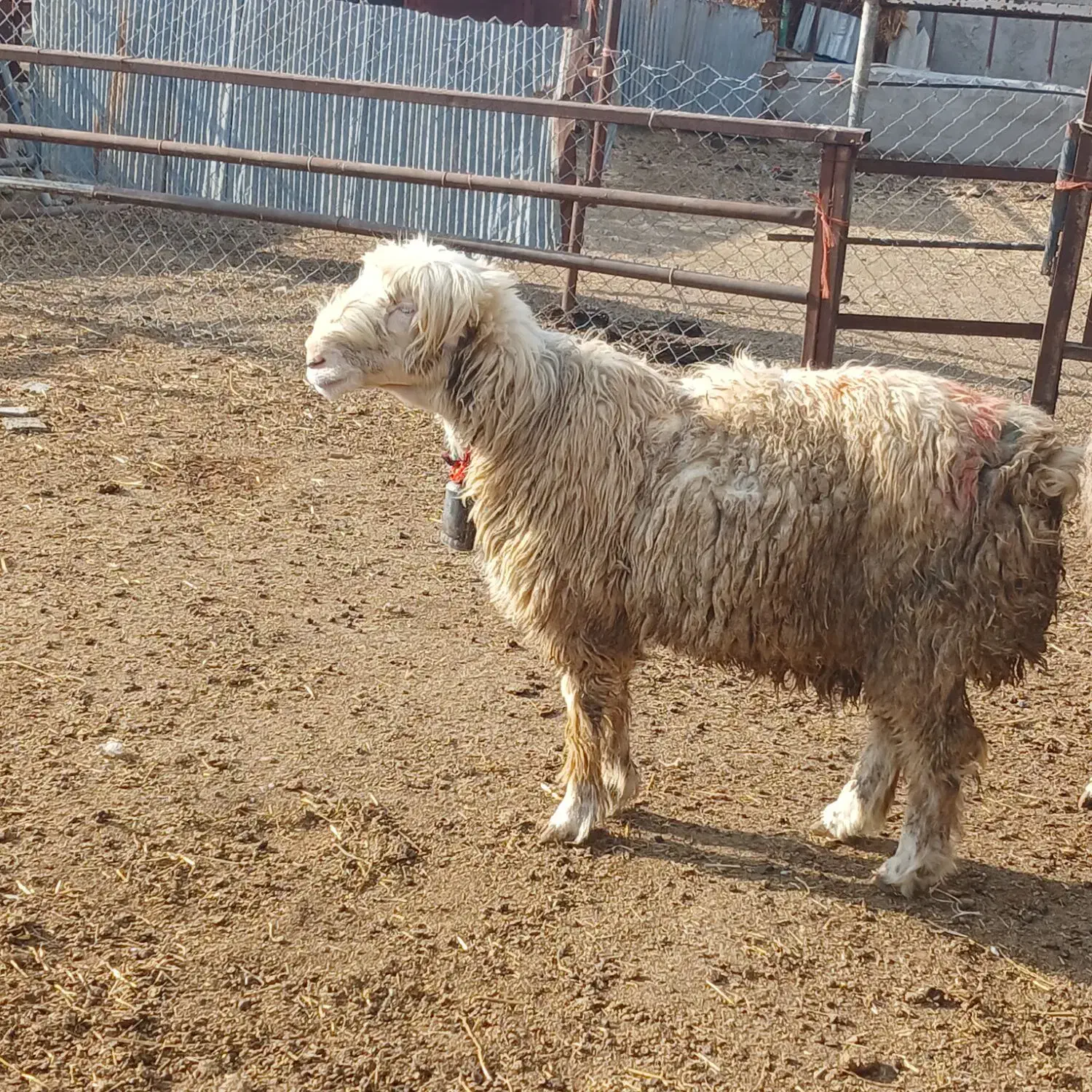 میش وبره|حیوانات مزرعه|فولادشهر, A2|دیوار