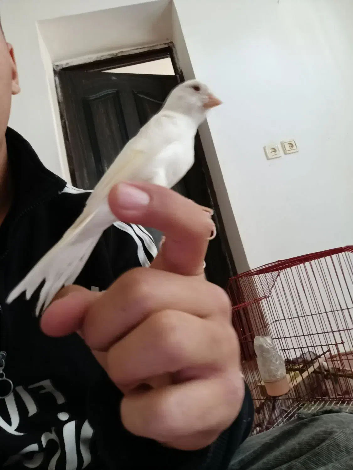 قناری نر سفید|پرنده|دهگلان, |دیوار