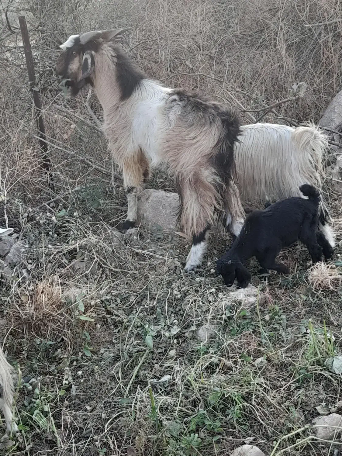 پازن مست بز رون|حیوانات مزرعه|جره و بالاده, |دیوار
