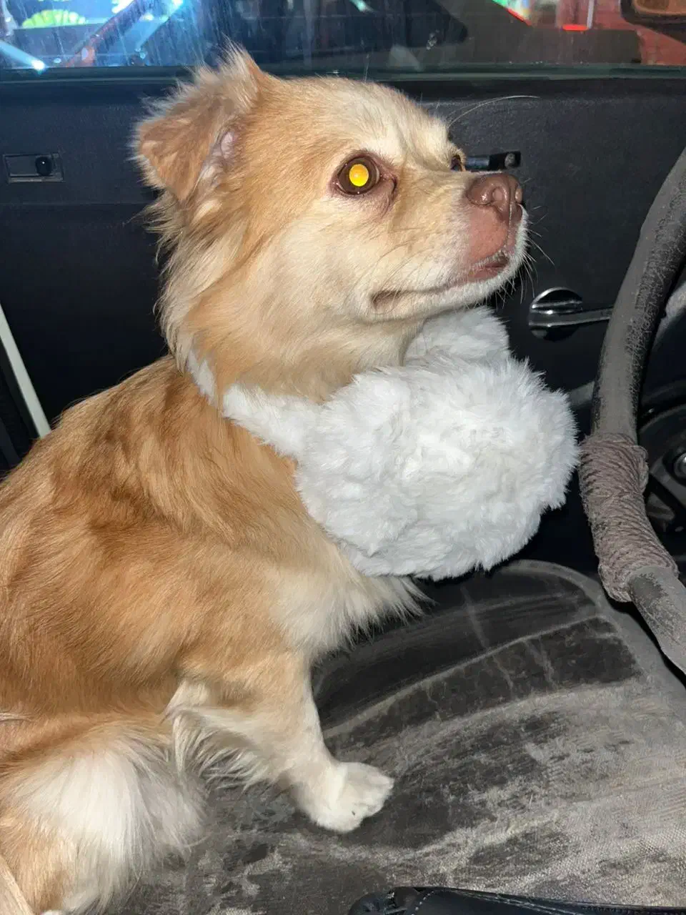 فروشی|سگ|تهران, استخر|دیوار