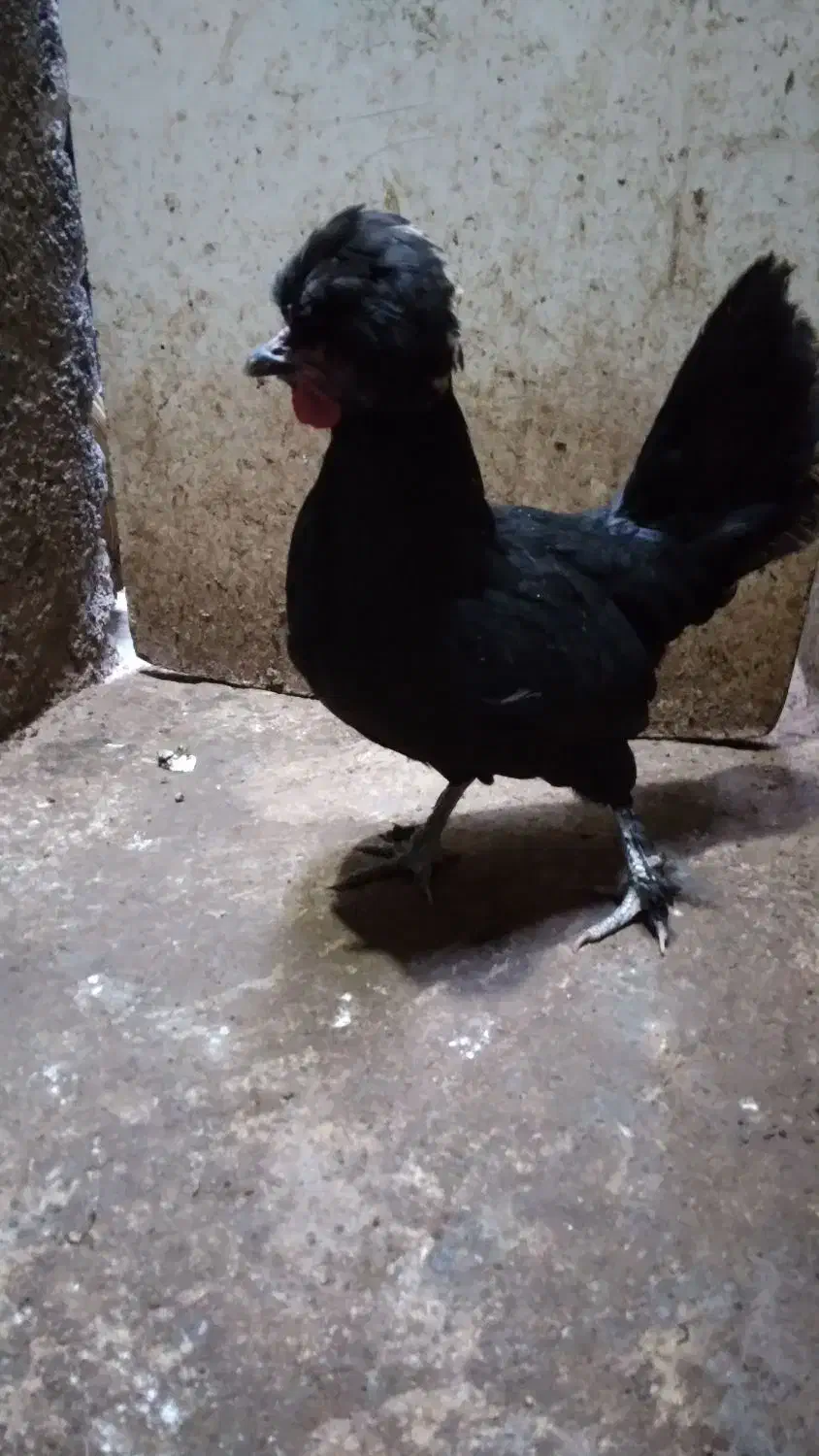 ۱عدد مرغ تازه به تخم ۱عدد خروس جوان ۲عدد مرغ محلی|حیوانات مزرعه|مشهد, سجادیه|دیوار