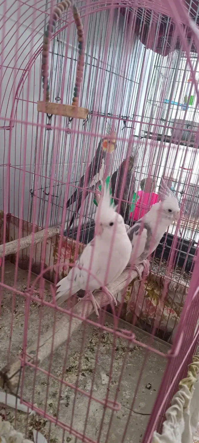 فروش فوری|پرنده|بهبهان, |دیوار