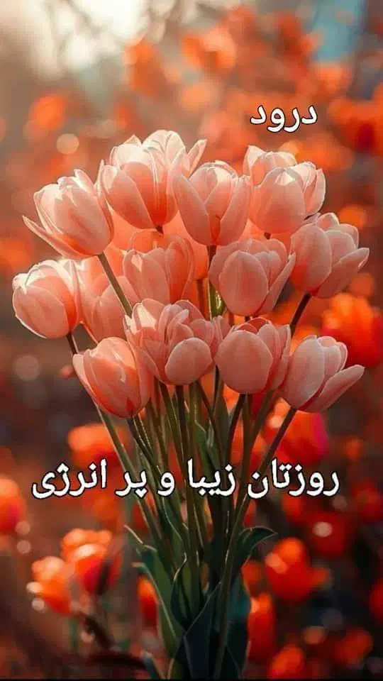 فال کلی کامل|خدمات پذیرایی، مراسم|بوشهر, |دیوار