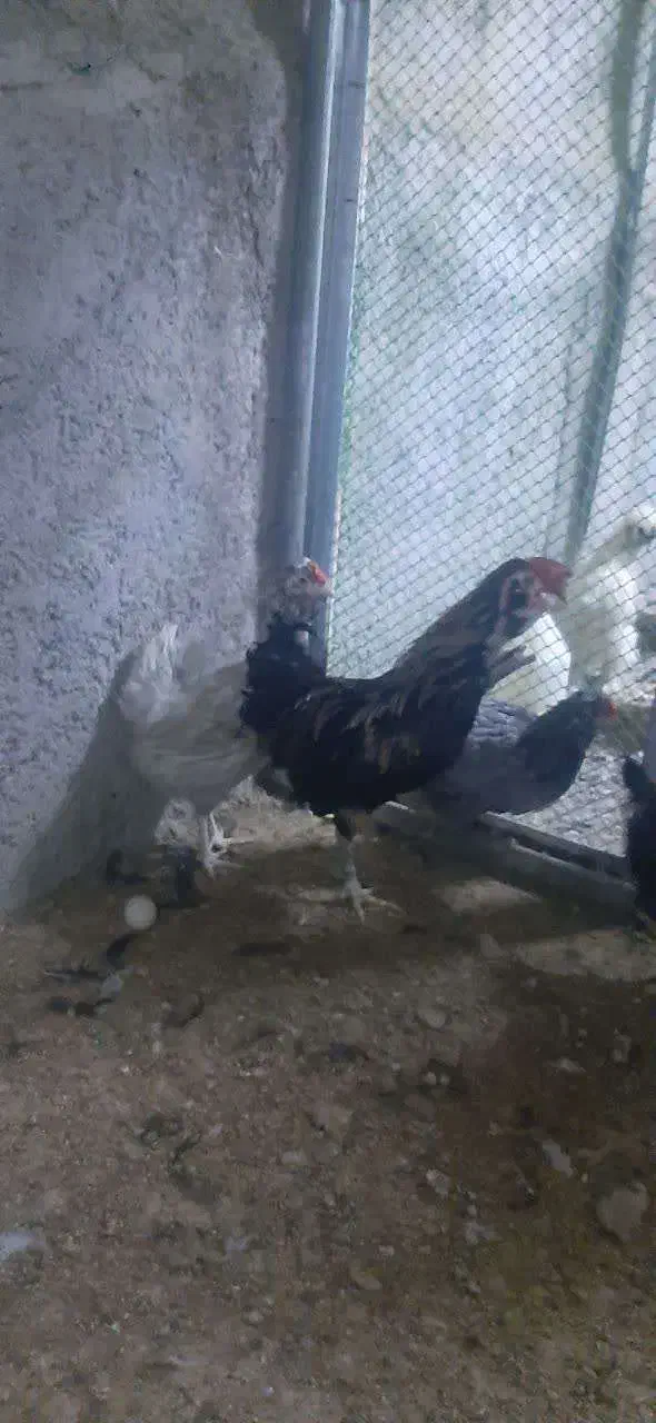 جوجه و تخم نطفه دار گلین|حیوانات مزرعه|ری, ولی آباد|دیوار