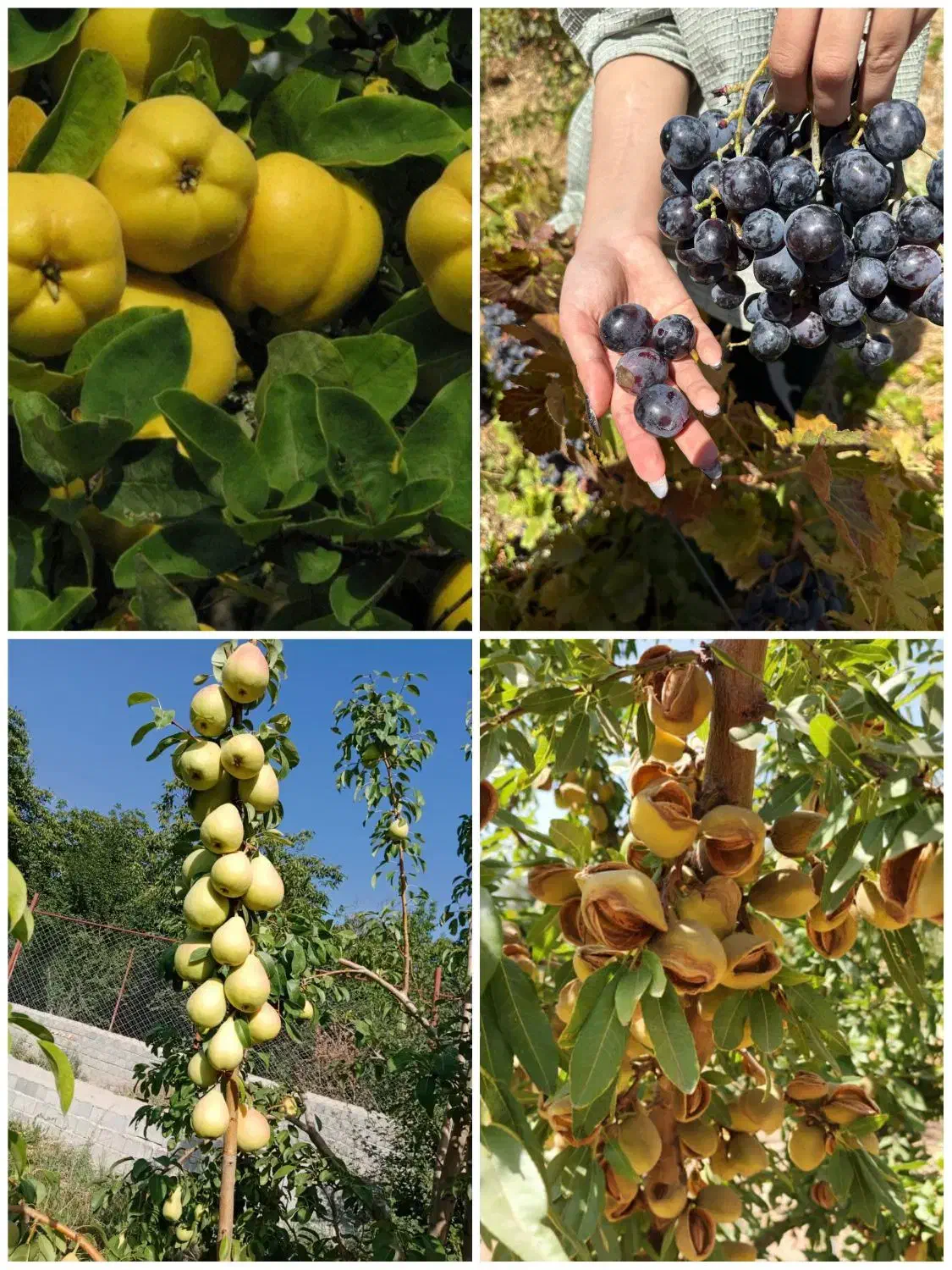 انواع مختلف نهال های اصلاح شده|خدمات باغبانی و درختکاری|میانه, |دیوار