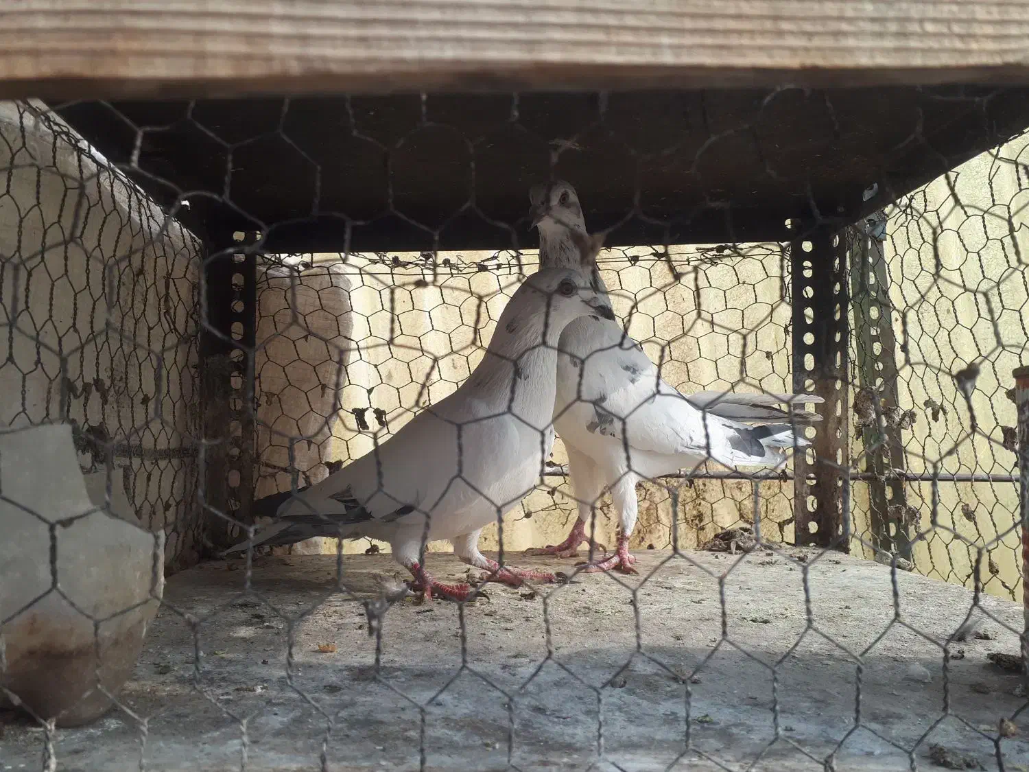 کفتر|پرنده|تهران, زنجان جنوبی|دیوار