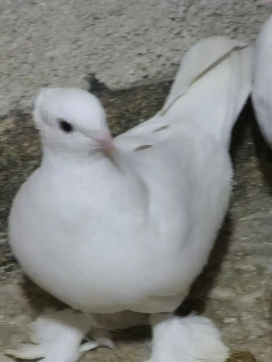 سفید کاکلی پاپر|پرنده|پاکدشت, پاکدشت (مامازند)|دیوار