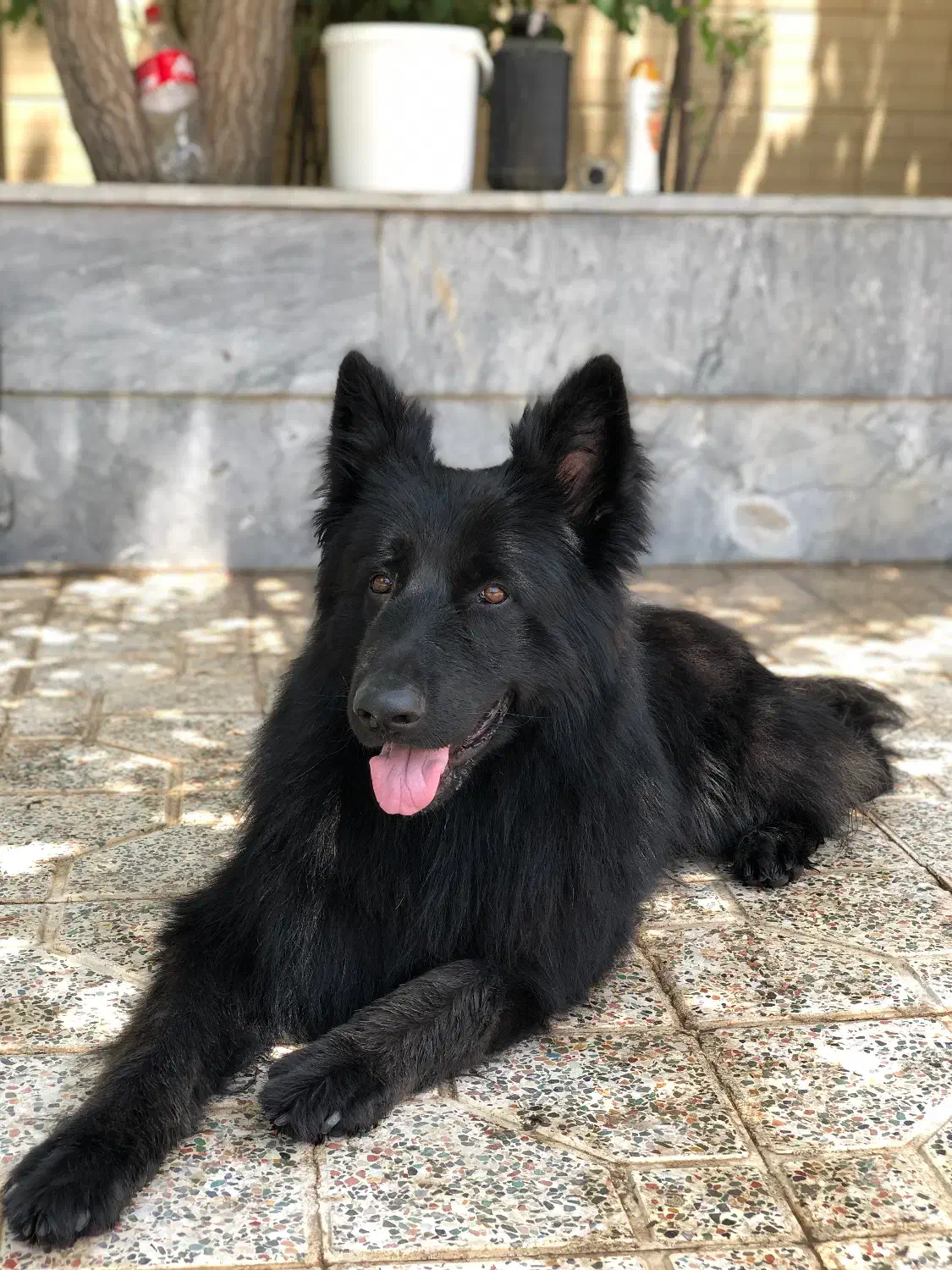 ژرمن بلک نر کشش|سگ|کرمان, |دیوار