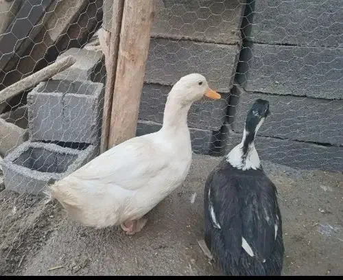 دوعدداوردک نر|حیوانات مزرعه|لردگان, |دیوار