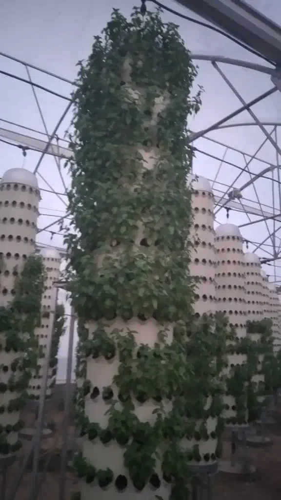 فروش گلخانه ی خاص اروپونیک با تراکم بالا|فروش دفتر صنعتی، کشاورزی، تجاری|نظرآباد, نجم آباد|دیوار