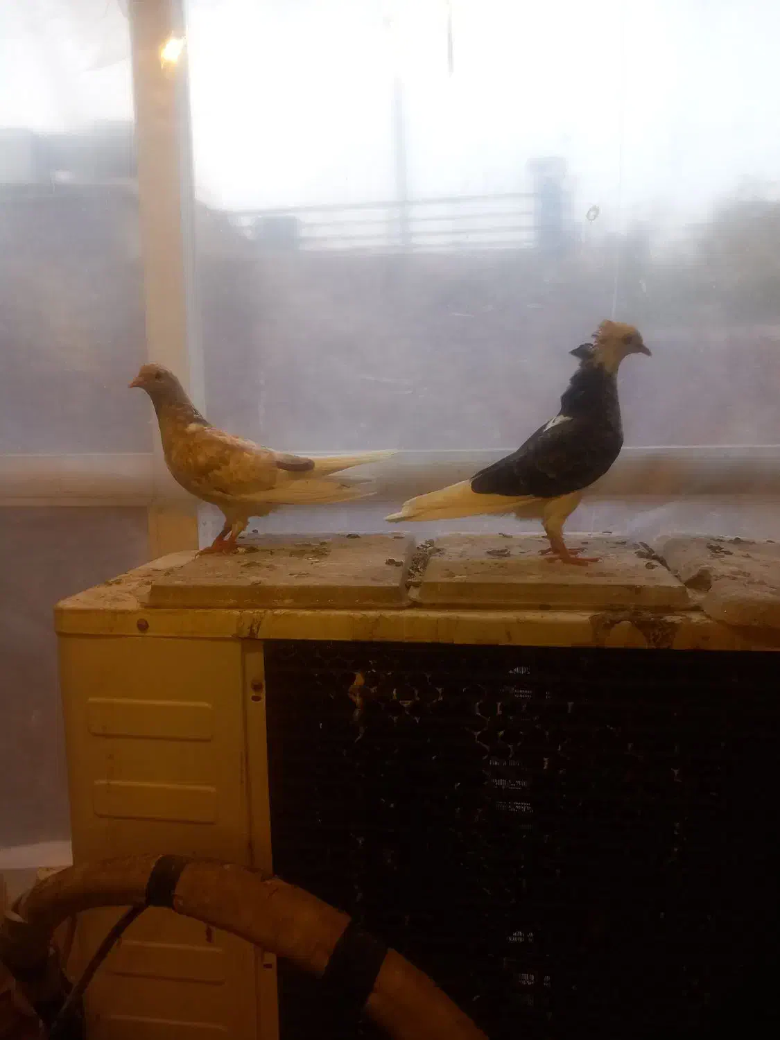 کبوتر|پرنده|اصفهان, احمدآباد|دیوار