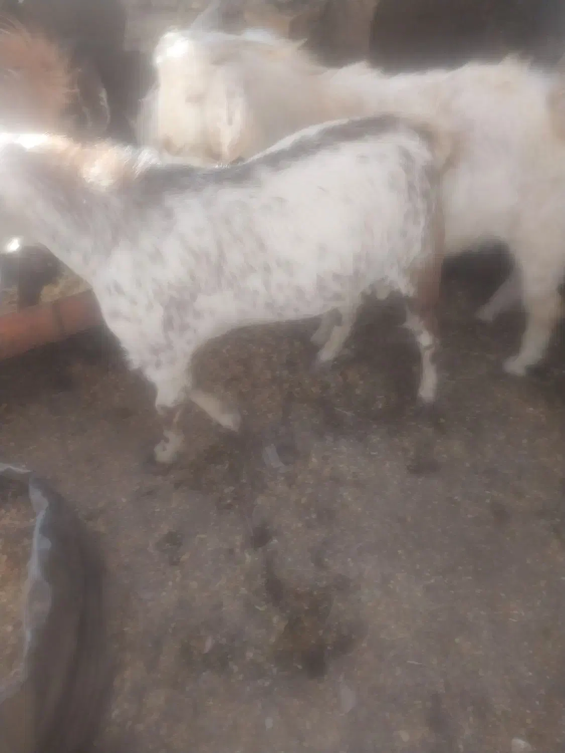 با سلام دو عدد گوسفند نر و چاق|حیوانات مزرعه|گلباف, |دیوار