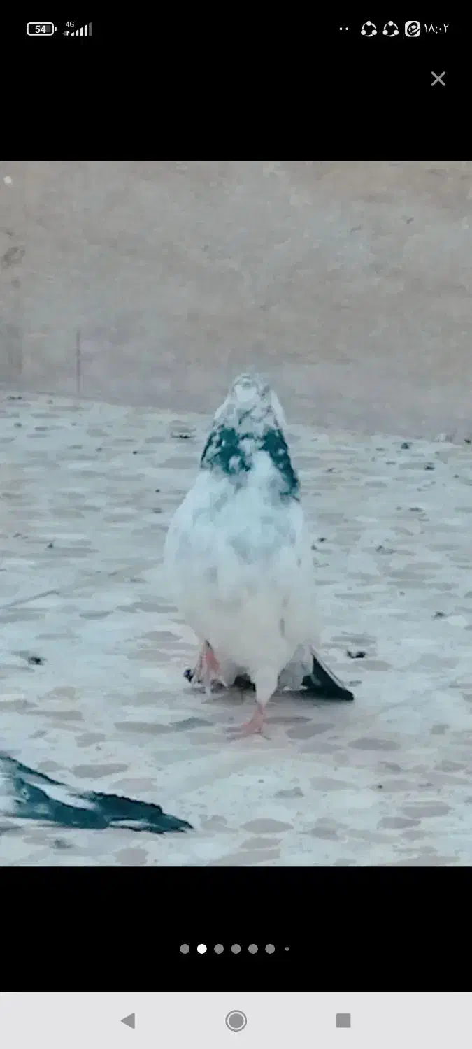 تعدادی کبوتر تهرانی وپلاکی|پرنده|خمینی‌شهر, |دیوار