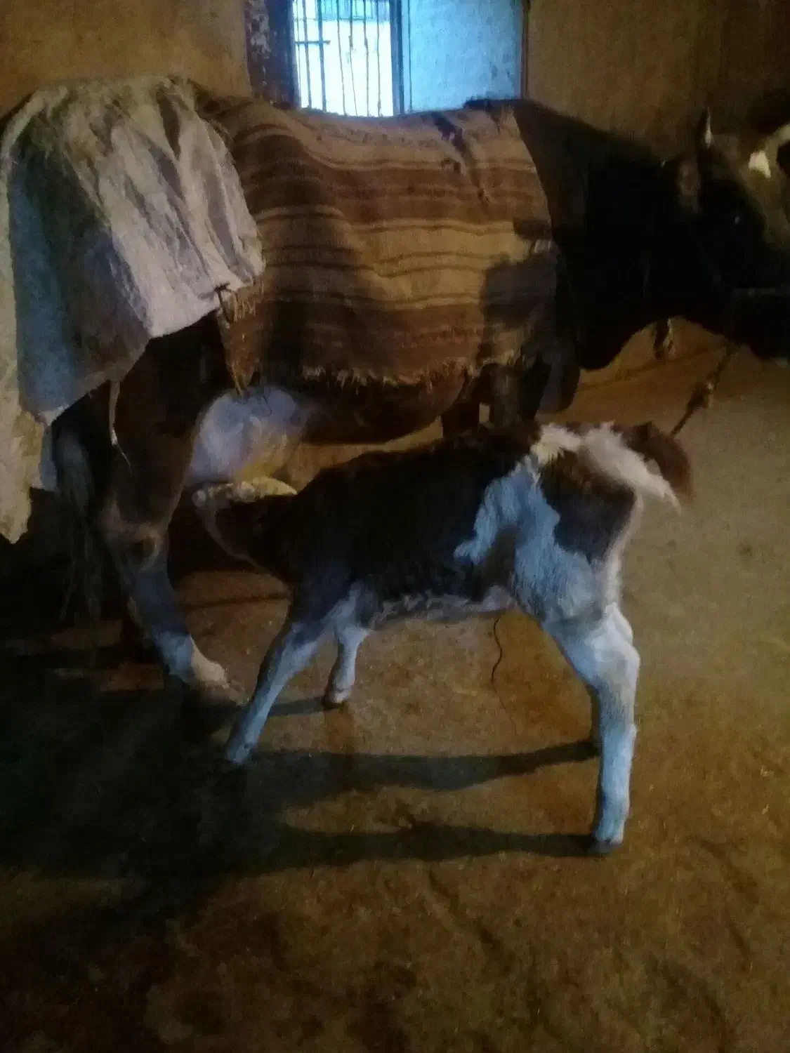 یک راس گاو با گوساله سمینتال|حیوانات مزرعه|گیلان غرب, |دیوار