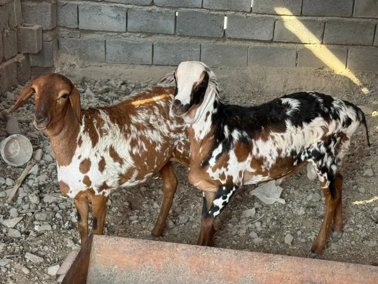 دوقلو نر و ماده|حیوانات مزرعه|بندرعباس, |دیوار