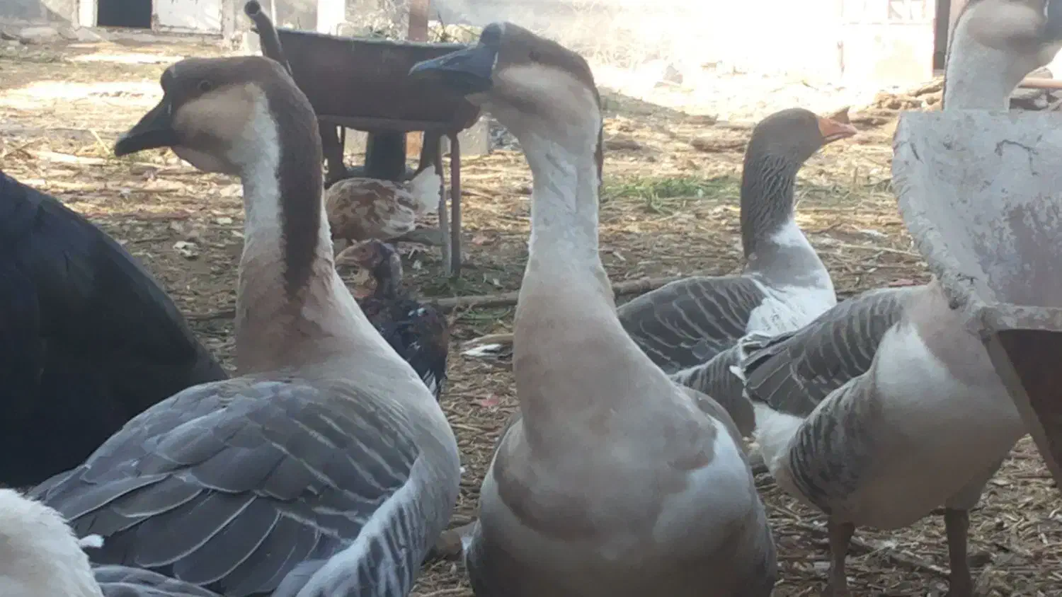 غاز و قوغاز|حیوانات مزرعه|درگز, |دیوار