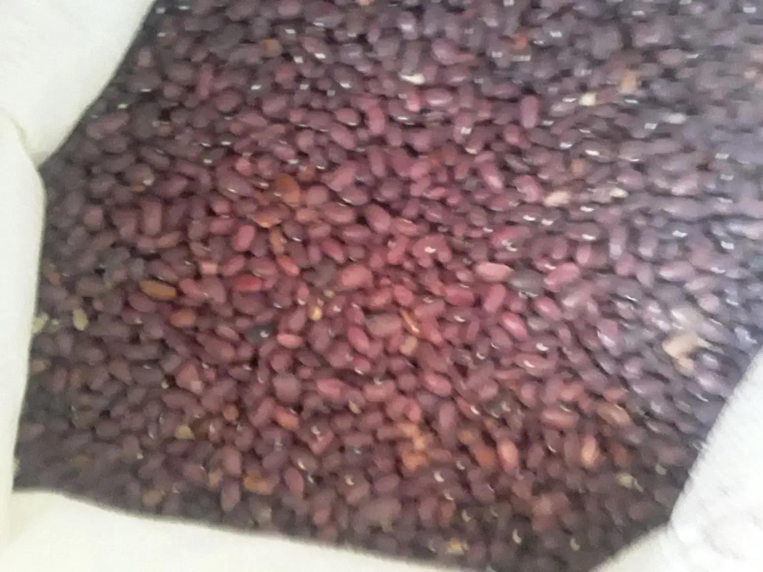 فروش لوبیا سفید ..قرمز|عمدهفروشی|لاران, |دیوار