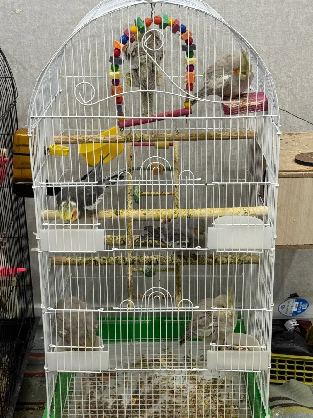 عروس هلندی|پرنده|اهواز, کوی سعدی|دیوار