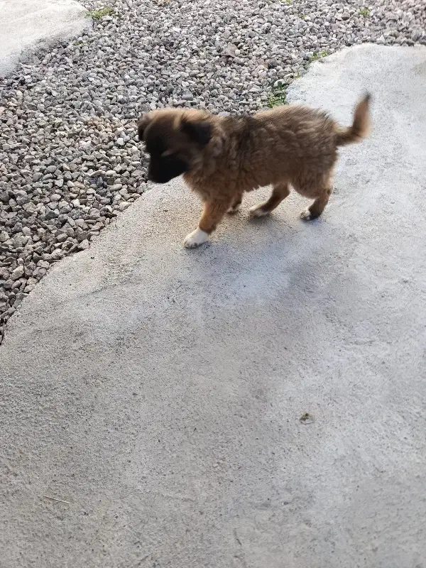 سگ پاکوتاه|سگ|گنبد کاووس, |دیوار