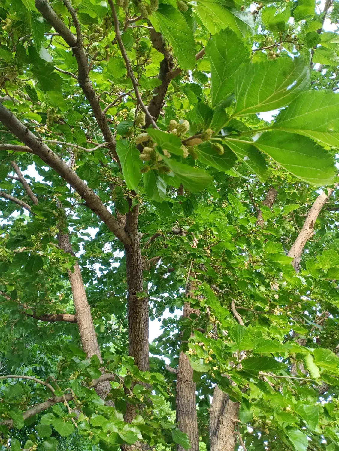 آپارتمان|اجارهٔ آپارتمان|دهاقان, |دیوار