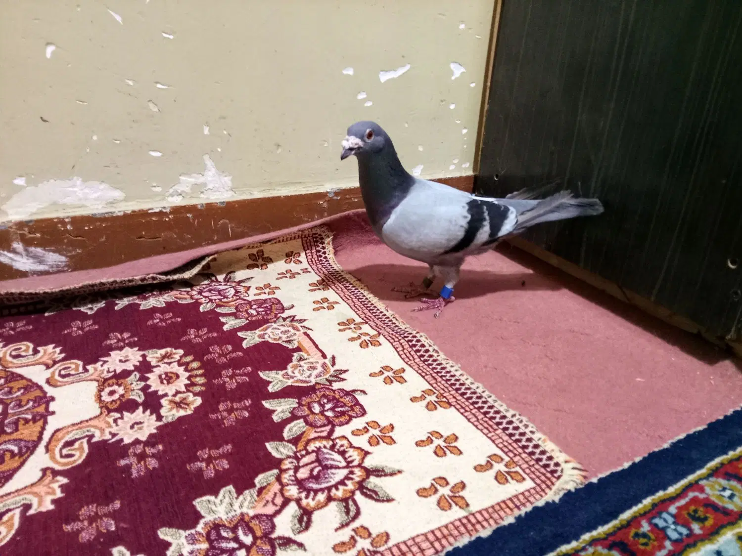 جفت|پرنده|مسجد سلیمان, |دیوار