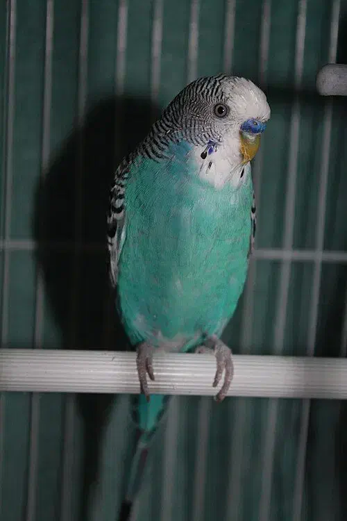 فروش تعدادی مرغ عشق|پرنده|طالقان, |دیوار