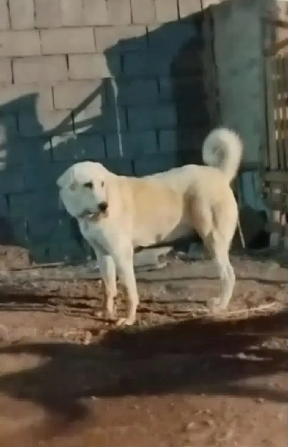 ماده عراقی|سگ|سیلوانه, |دیوار