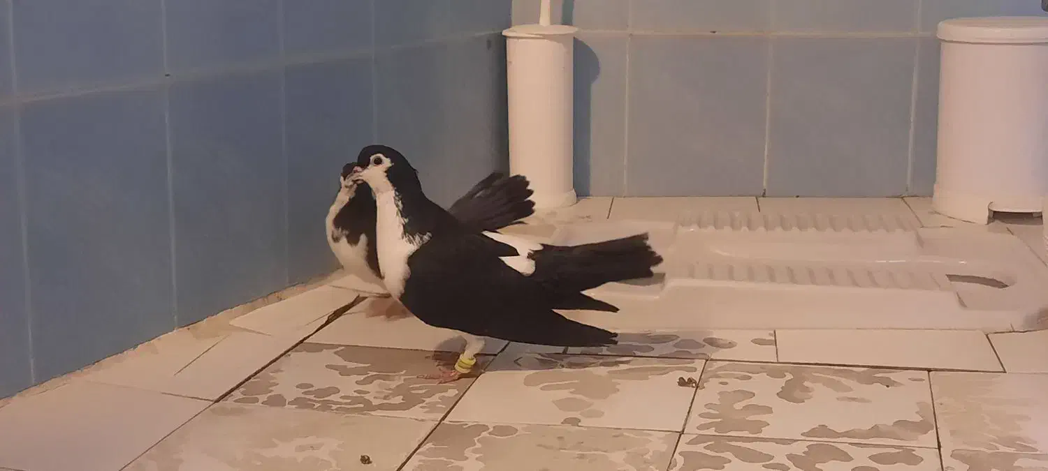 دوتا کبوتر ساده مادر و بچه تخفیف هم پای تحویل|پرنده|مشهد, آزادشهر|دیوار