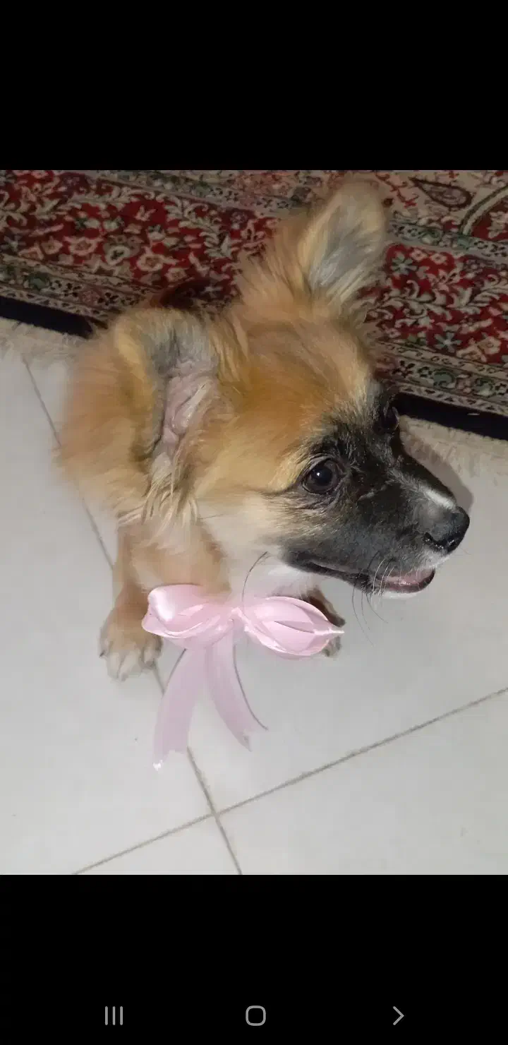 سگ پامر اشپیتز ۵ ت|سگ|کرمان, |دیوار