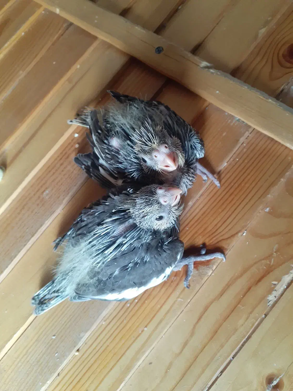 عروی هلندی|پرنده|مشکیندشت, |دیوار