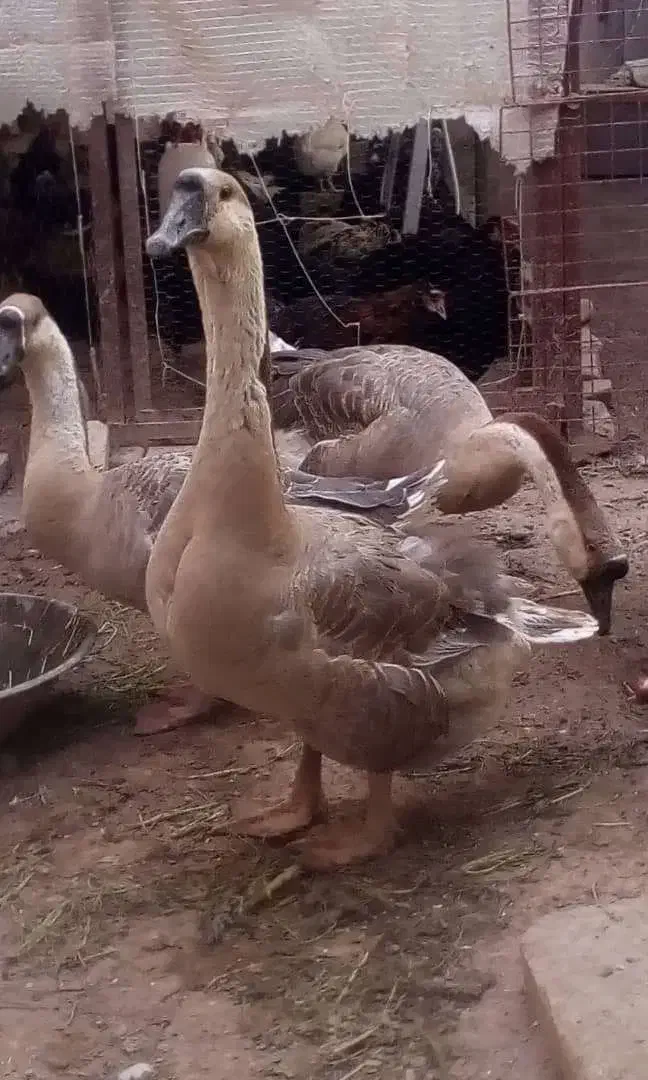 استرالوپ گلین ،سمانی سوماترا یوکاهاما بلک ،قوغاز|حیوانات مزرعه|تهران, مشیریه|دیوار