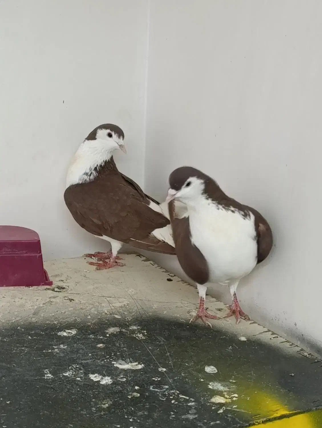 کبوتر|پرنده|تبریز, |دیوار