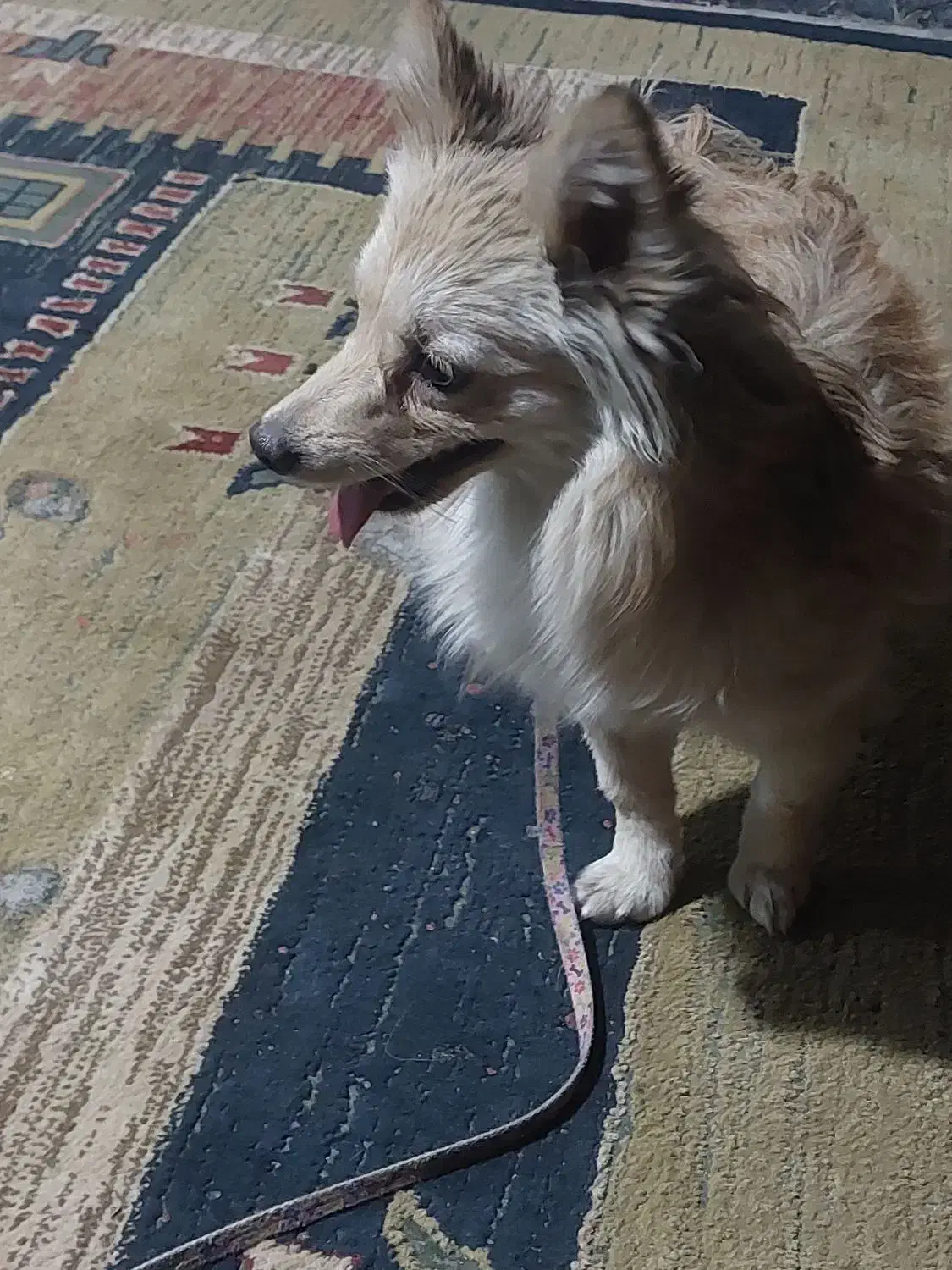 سگ پامر|سگ|مرودشت, ابوذر شمالی‎|دیوار