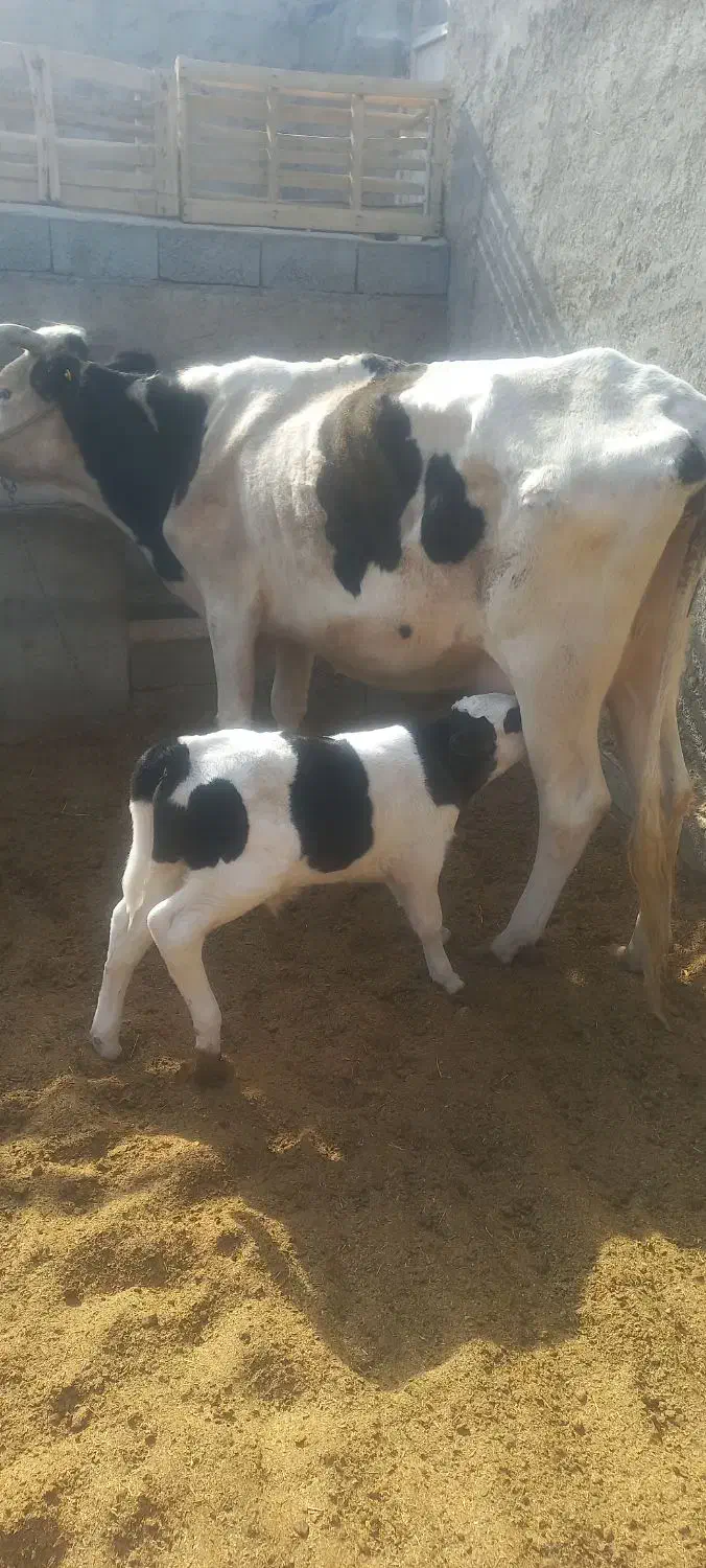 گاو شیری با گوساله نر سمینتال|حیوانات مزرعه|کرباسک, |دیوار